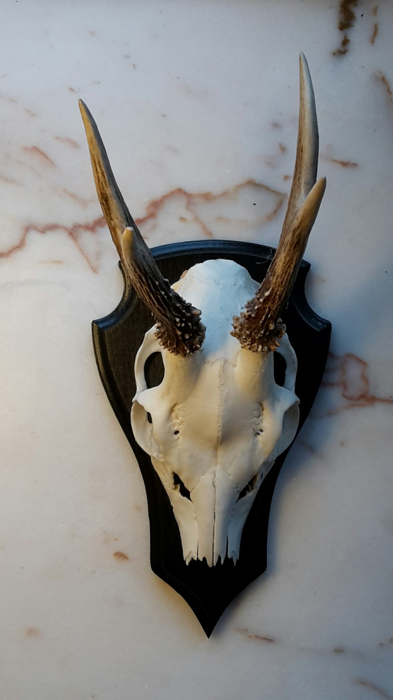 Første bukkejagt……..