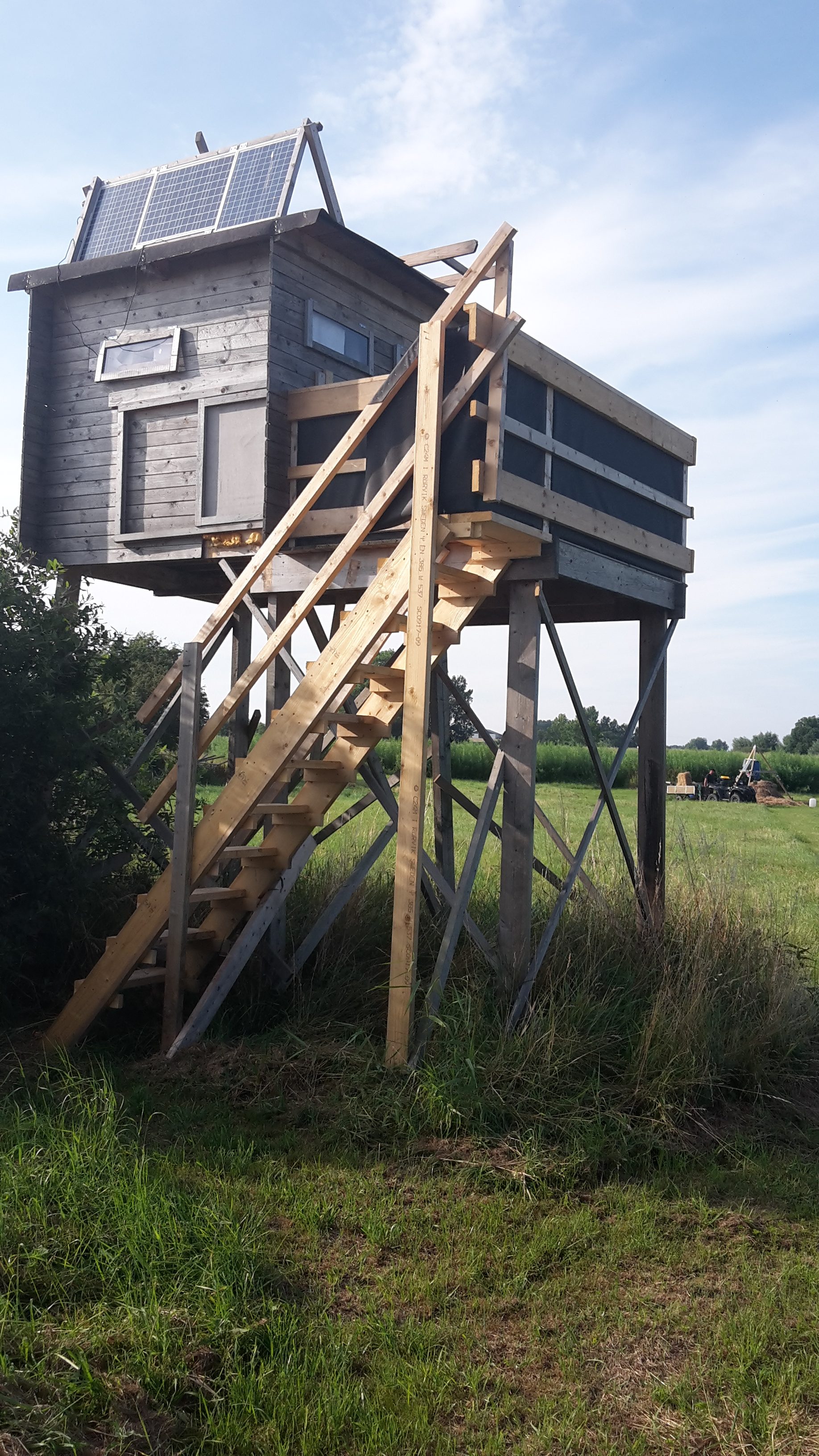 Skøn nat….. vildsvin?