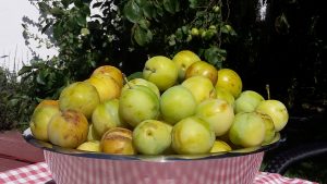 Sød og af naturen god – Reine Claude!