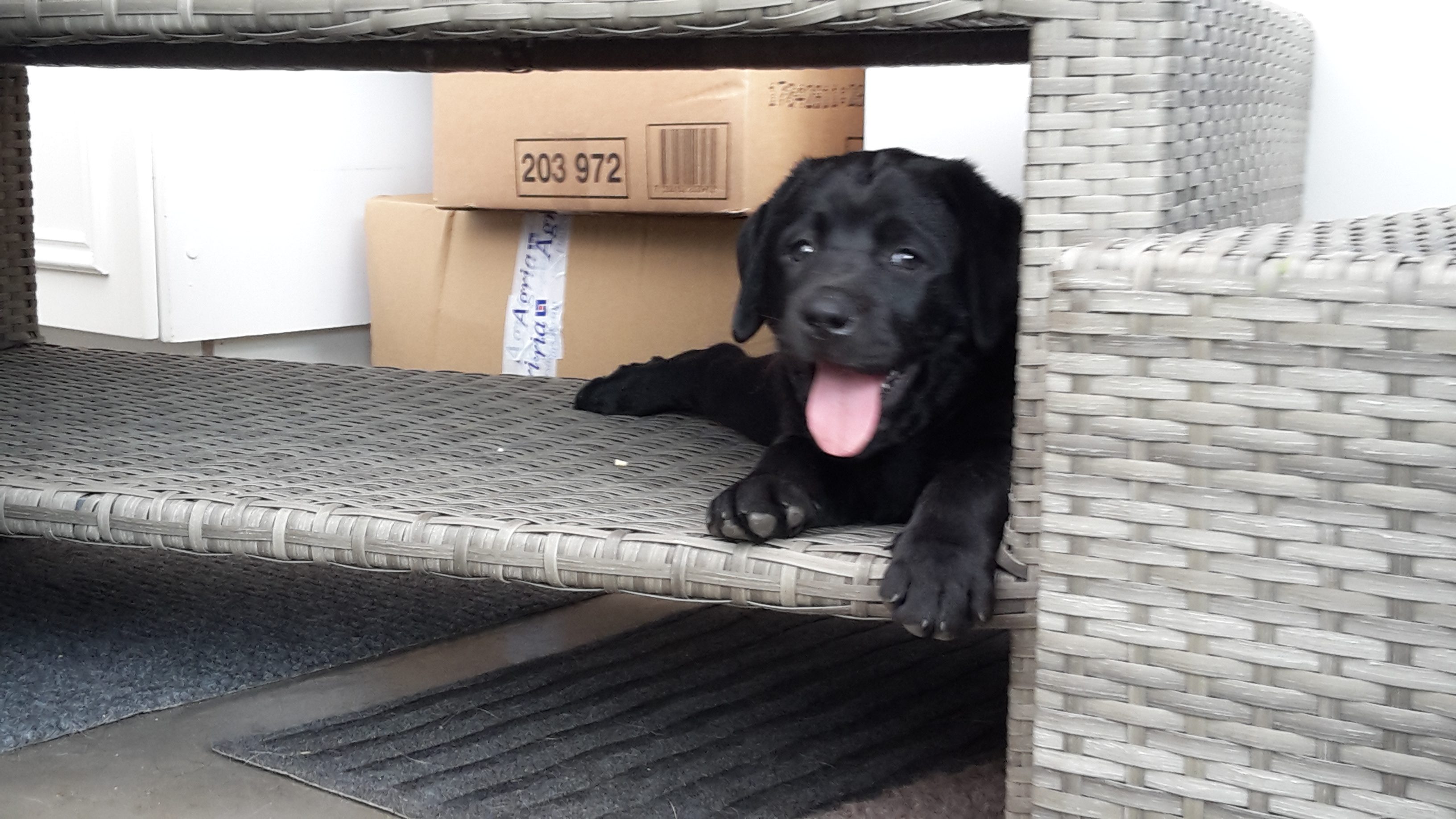 Vi Skal Ha’ Jagthund, Igen! 7