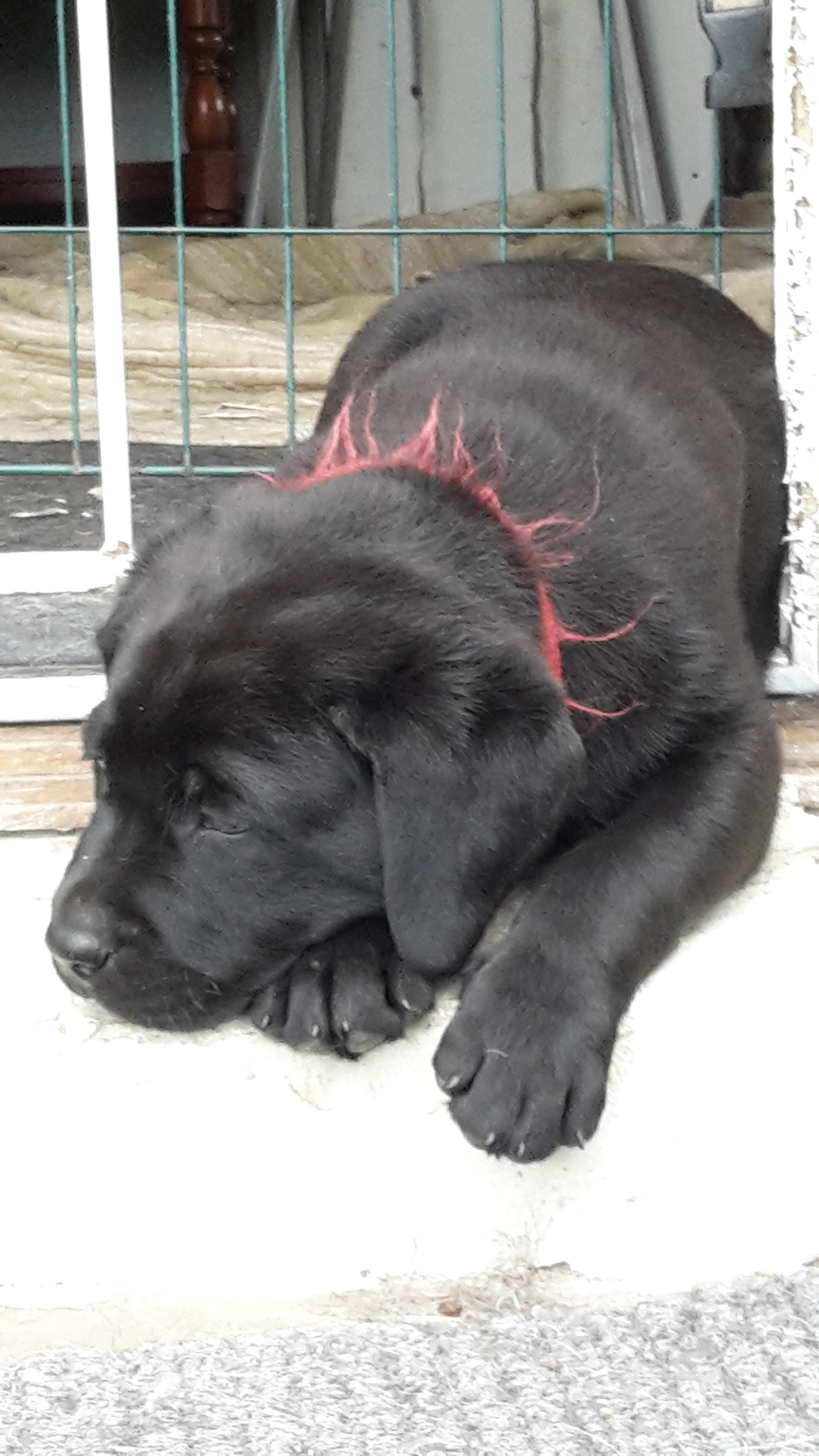 Vi Skal Ha’ Jagthund, Igen! 6